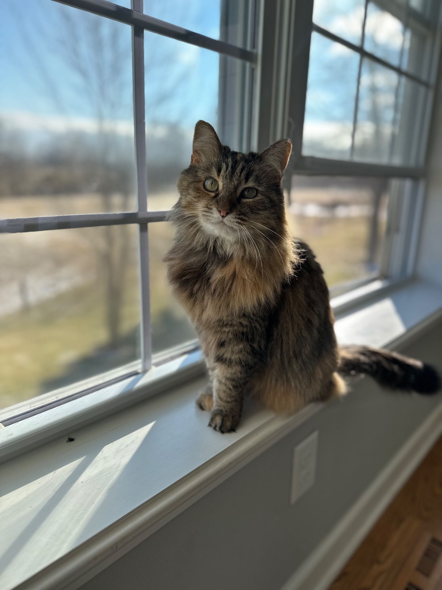 A long-haired tabby cat sitting in sunlight on a windowsill.