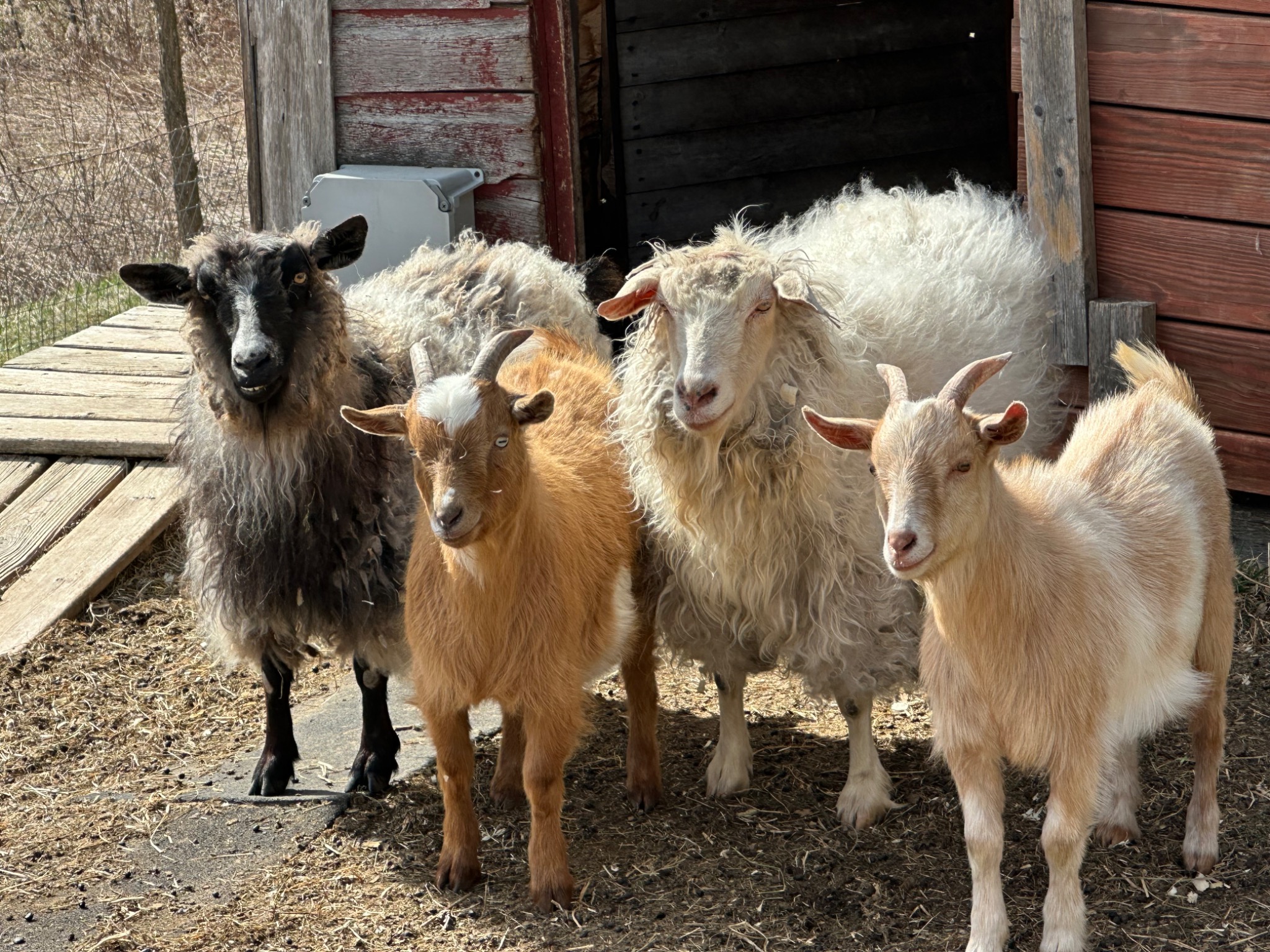 Four goats gathered beside a weathered red barn.