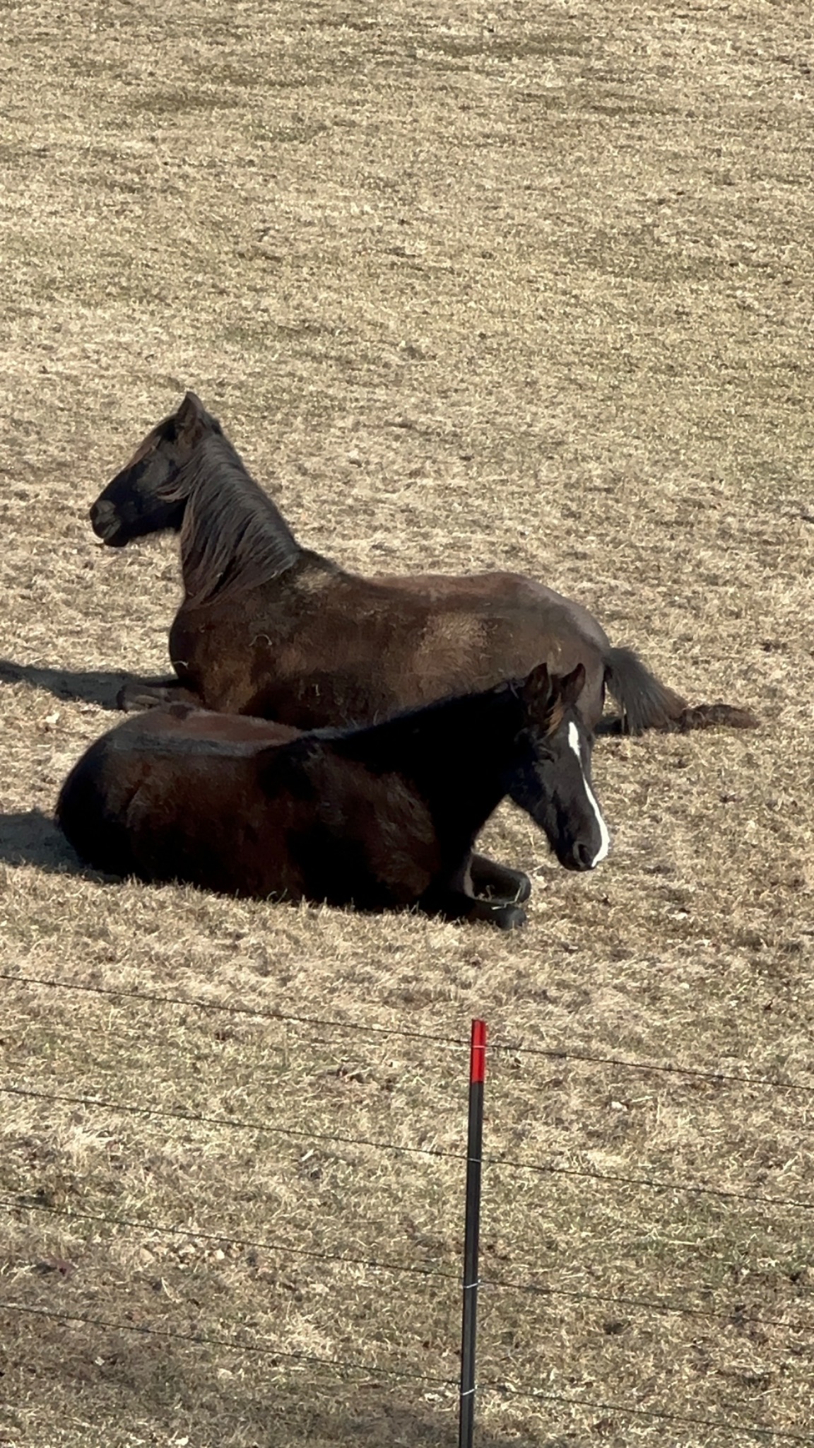 Two dark horses resting together in a sunny pasture.
