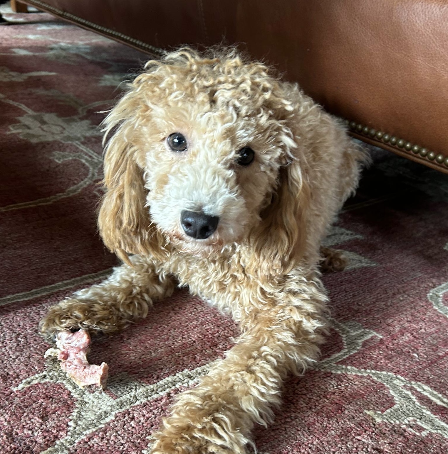 Little Guy, our light brown Mini Poodle, relaxing on a rug.