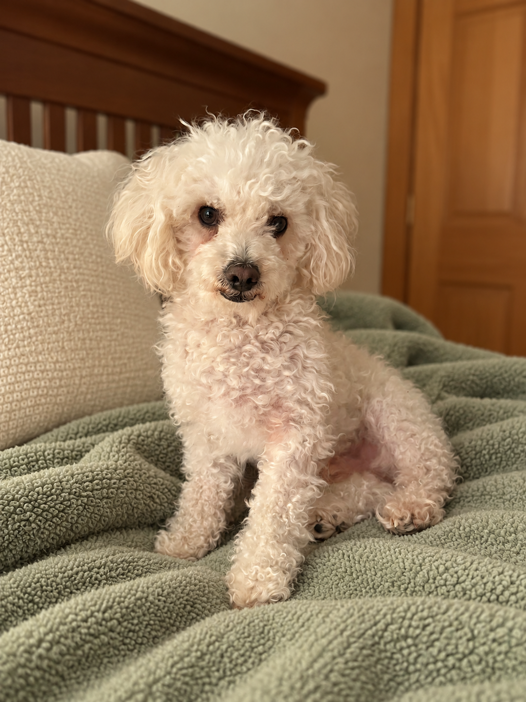 Toto, our white Maltipoo, sitting on a soft sage-green throw.