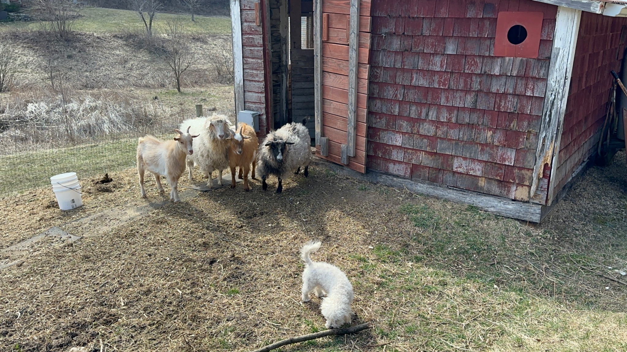 Toto exploring outside a red barn with four goats nearby.