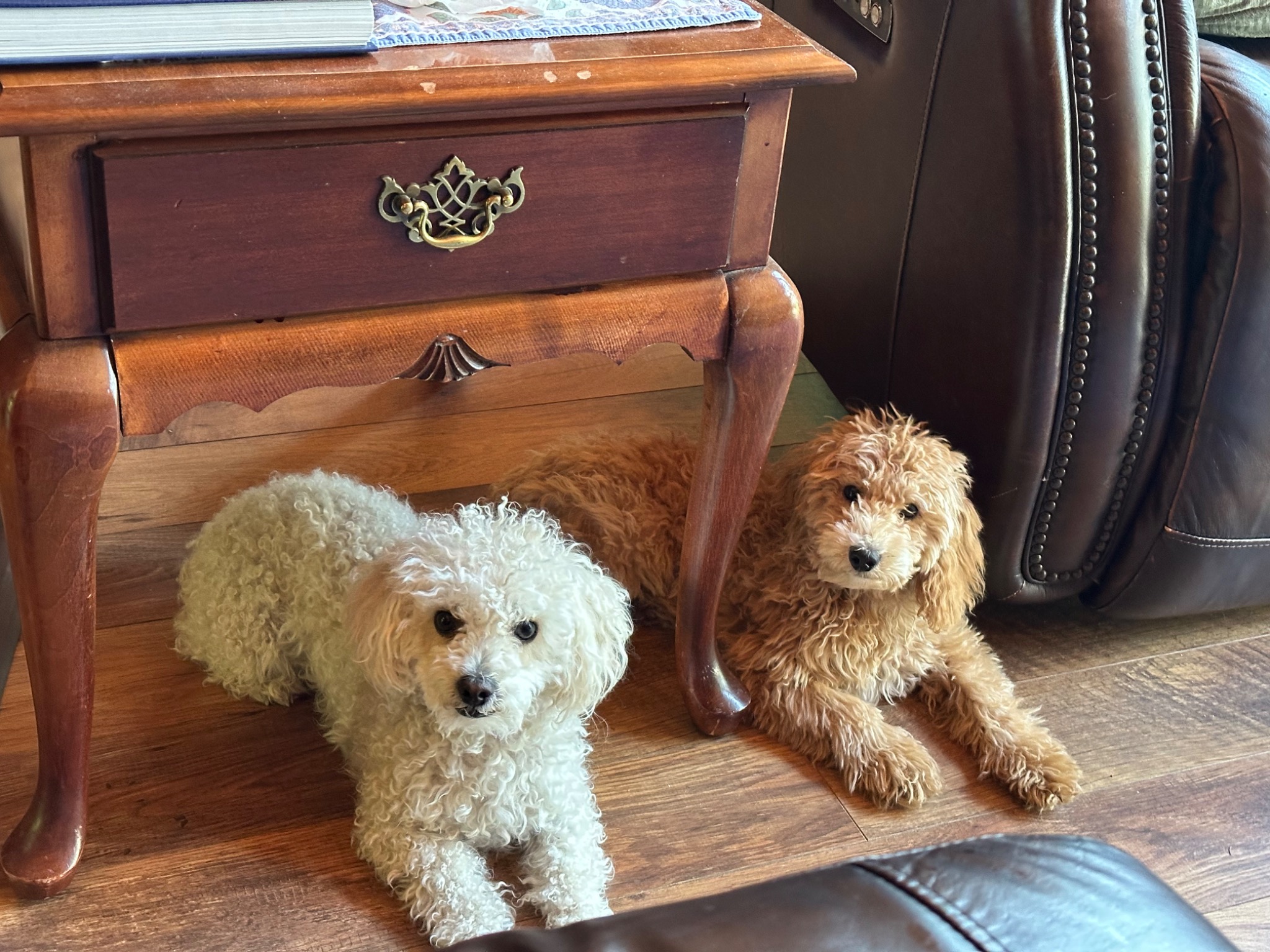 Toto, the white dog, and Little Guy, the light brown dog, resting together under a wooden side table.